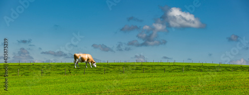 Kuh auf einer eingezäunten Weide