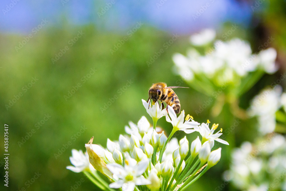 Honey bee apis mellifera on white flower while collecting pollen on green blurred background close up macro Honey bee apis mellifera on white flower while collecting pollen on green blurred background close up macro