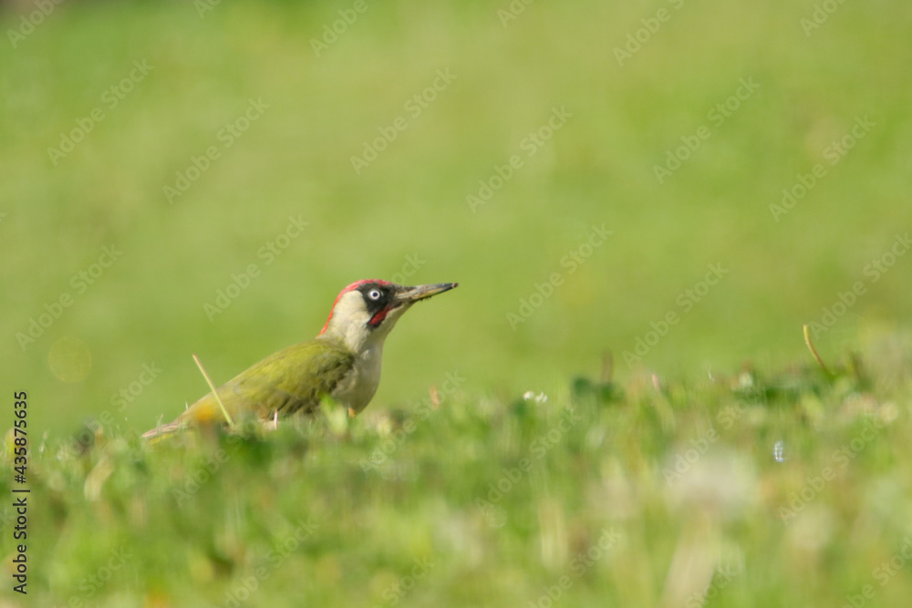 Grünspecht (Picus viridis) Grünspecht (Picus viridis)
