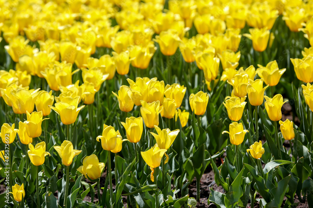 large meadow of fresh blooming yellow tulips