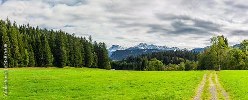 Grüne Wiesenlandschaft mit Wald
