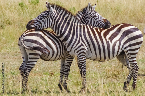 Portrait with two zebras. Tsavo west national park. Kenya. Africa