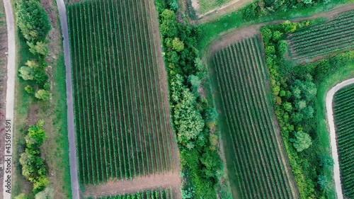 Drone Video of vineyards in summer