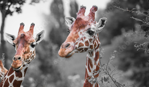 portrait of two cute giraffes