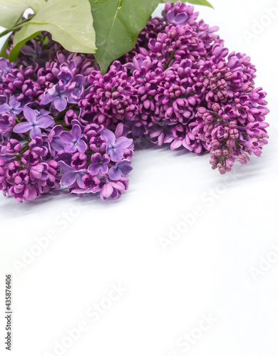 Lilac flowers on a white background. A blossoming branch of lilacs. A cluster of purple flowers.