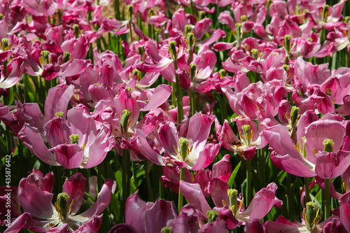 Field of pink tulips in the park   faded flovers