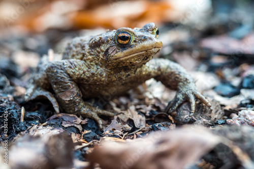 Forest Toad. A frog in the woods. Amphibian jumping through the woods. The toad moves to the lake.