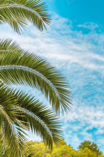 Vertical image of palm tree leaf on blue sky background 