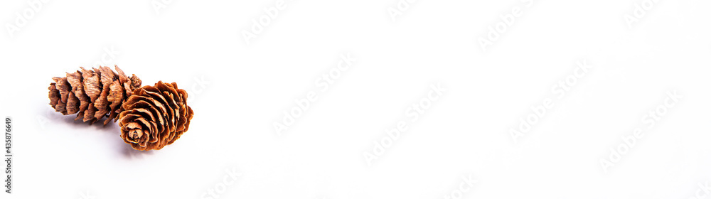 Banner of two small pine cone isolated on white background with copy space. Winter holidays and autumn concept Banner of two small pine cone isolated on white background with copy space. Winter holidays and autumn concept