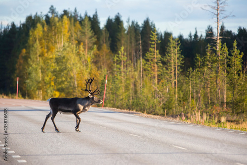 Reindeer in autumn in Lapland  Sweden. Europe