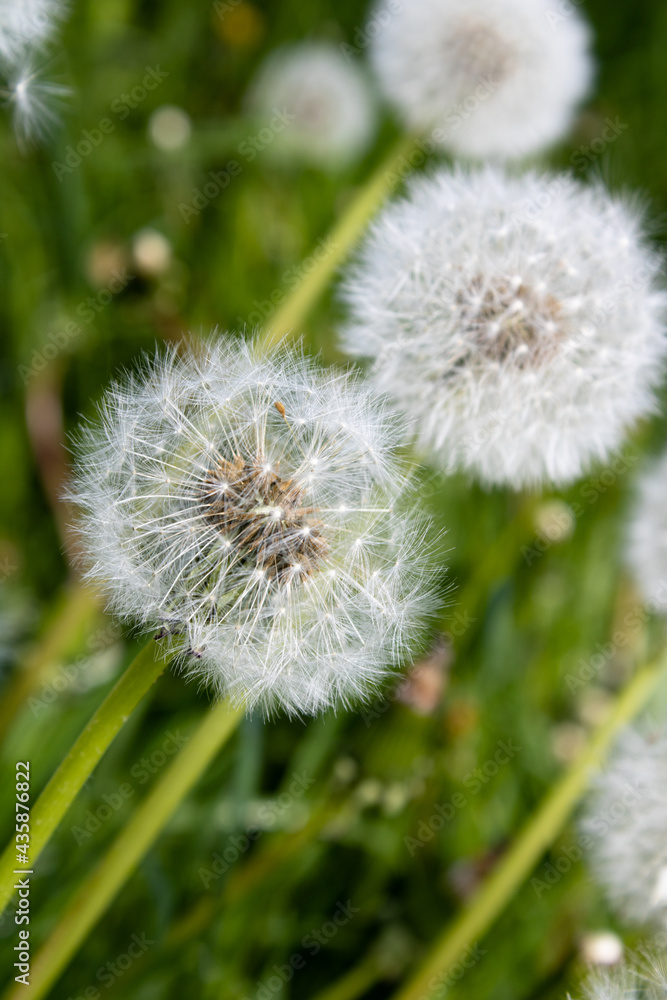 dandelion seed head dandelion seed head