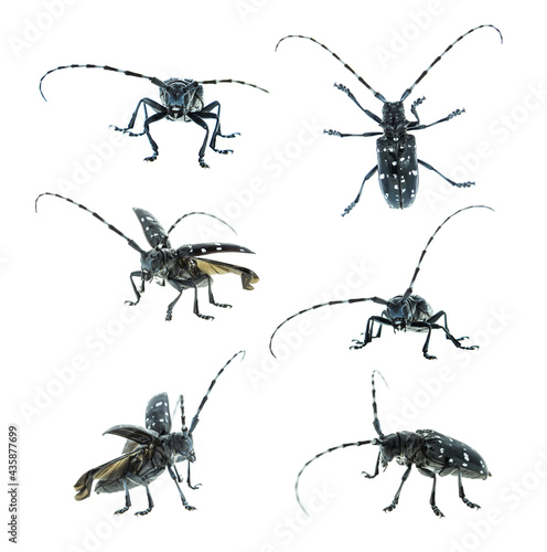 Collection of Adult Asian Longhorned Beetle, or starry sky, or sky beetle, or ALB isolated on white