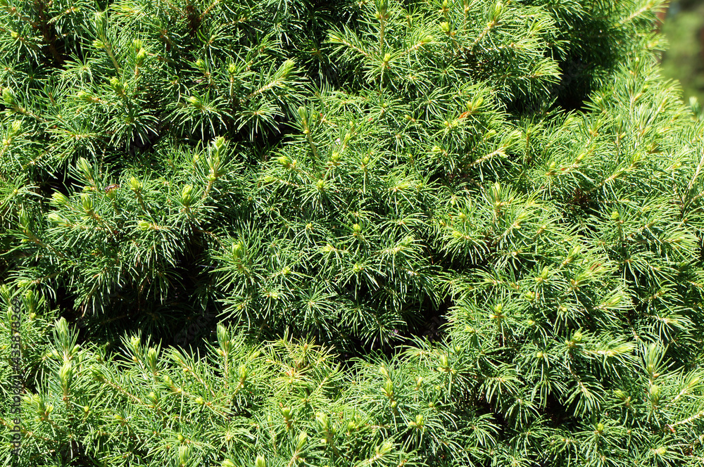 Growing branches of pine tree (Pinaceae). Growing branches of pine tree (Pinaceae).
