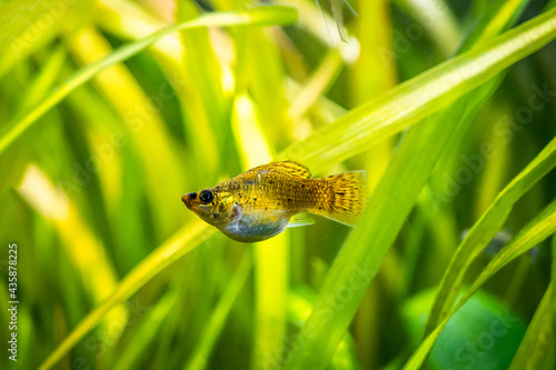 balloon molly (Poecilia latipinna) isolated in a fish tank with blurred background