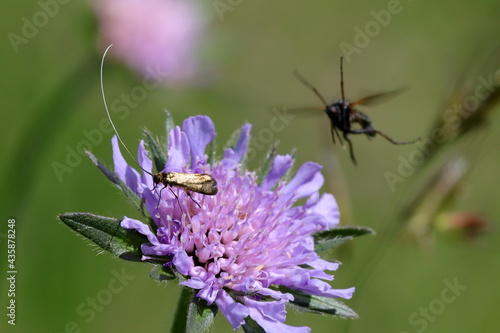 papillon Ad  le de la scabieuse Nemophora metallica  avec un insecte volant sur fleur des champs