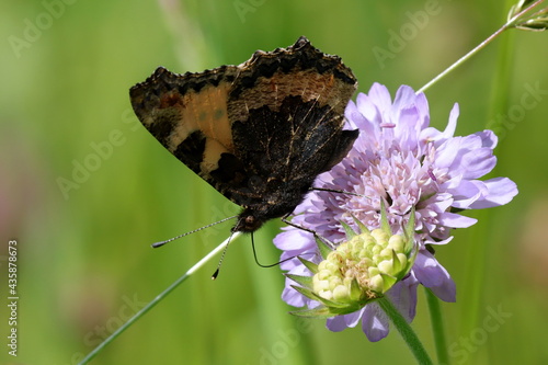 papillon petite tortue Aglais urticae vanesse de l'ortie sur fleur de scabieuse photo