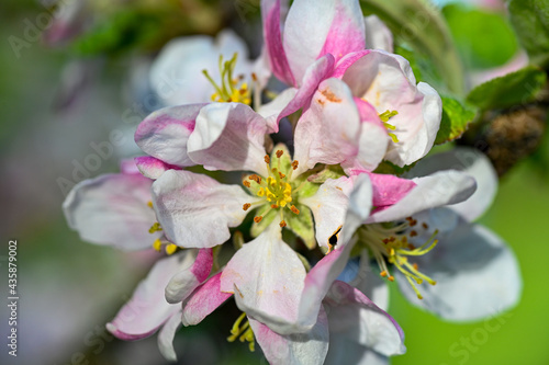 apple tree with pink and white flowers