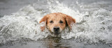 Happy dog playing in the water