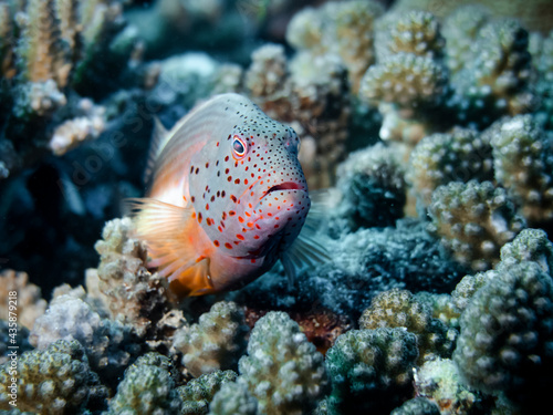 Orange-speckled Hawkfish perches on a coral at the bottom of the Indian Ocean