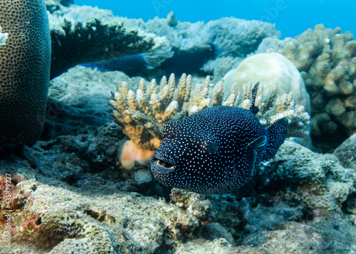 Black Puffer Fish (or, Fugu fish, or Blowfish) at the bottom of the Indian Ocean