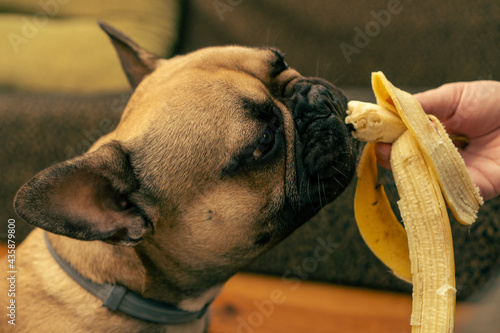 A French Bulldog dog eats a banana.