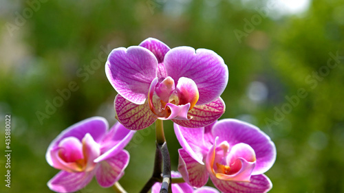 Colorful inflorescences of one of the varieties of the ornamental plant called the decorative orchid  also known as the orchid  grown in the city of Bia  ystok in Podlasie  Poland.