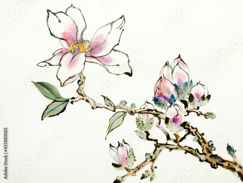 blooming magnolia branch © hikolaj2
