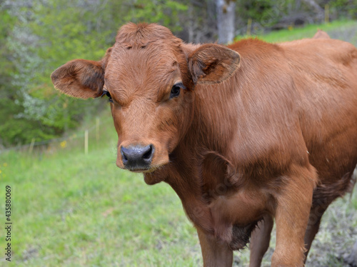 portrait of a cute young calf in a meadow and looking camera