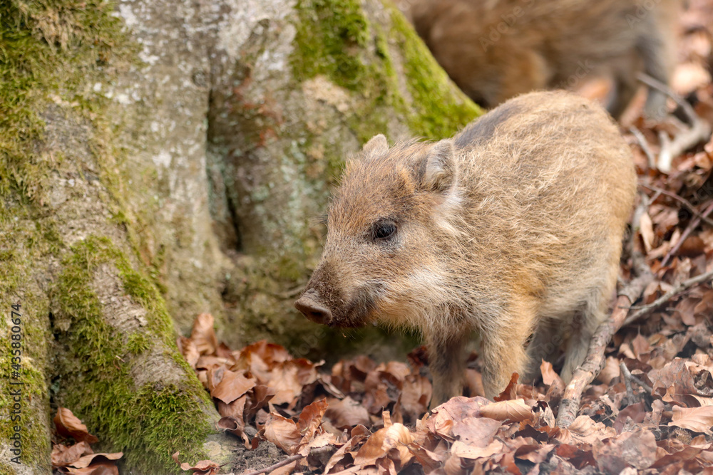 Wildschwein (Sus scrofa) Wildschwein (Sus scrofa)