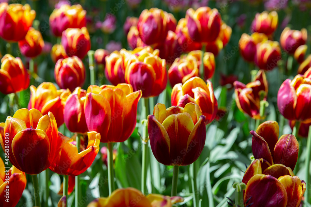 Field of red-yellow tulips in the park. Field of red-yellow tulips in the park.