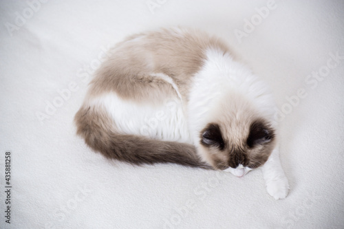 Young beautiful purebred Ragdoll cat at home © Peredniankina