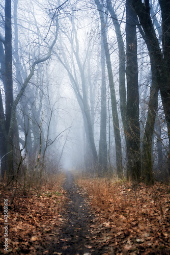 The forest trail with magic light and beauty fog at sunrise
