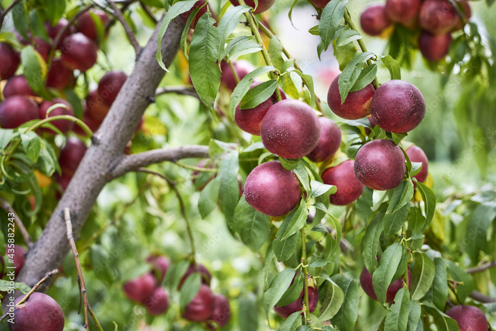 Nectarines ripening on the fruit tree on an orchard in Ukraine.