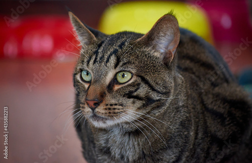 A closeup shot of a beautiful striped cat with green eyes © Érik Glez.