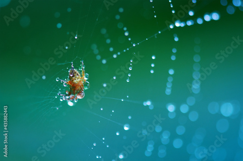 Spider in a web with raindrops