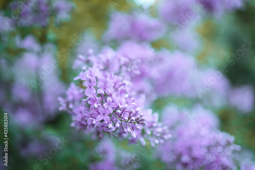 purple flowers © arkhipkin4
