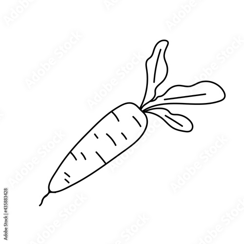 Doodle carrots. Vegetarian healthy food. Vegan, farm, organic, natural. Vector illustration