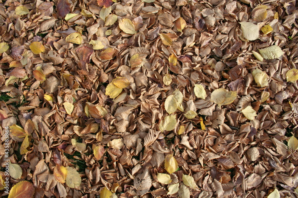 background of dried leaves background of dried leaves