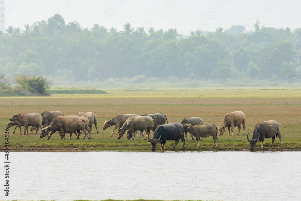 Buffaloes eating grass on grass field riverside. Buffaloes eating grass on grass field riverside.