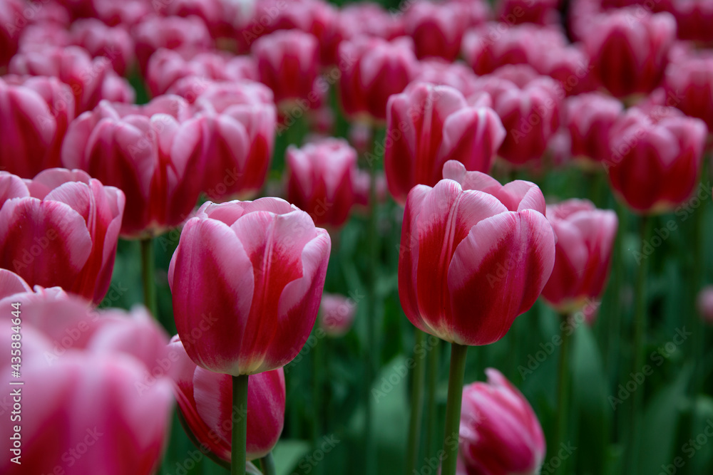 Field of pink tulips in the park.