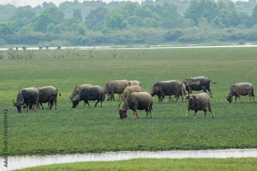Buffaloes eating grass on grass field riverside.