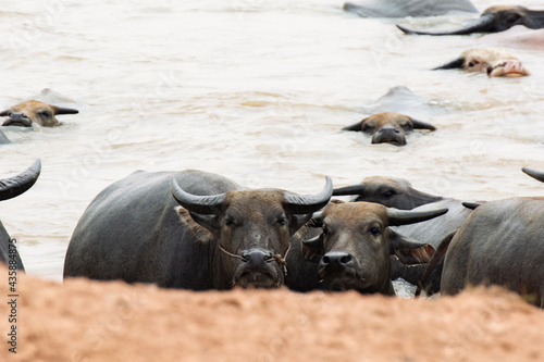 Fotografía buffalo in the water
