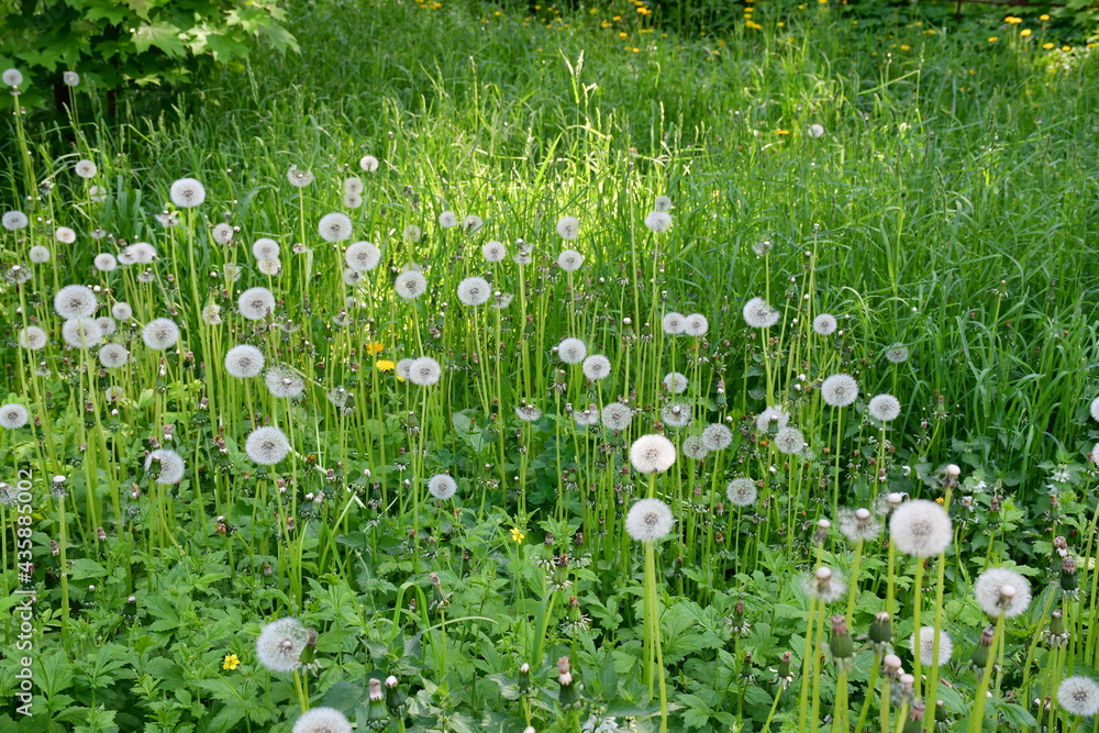 A field with different grasses and white dandelions. Wild lawn. Raznotravye. Plant background A field with different grasses and white dandelions. Wild lawn. Raznotravye. Plant background