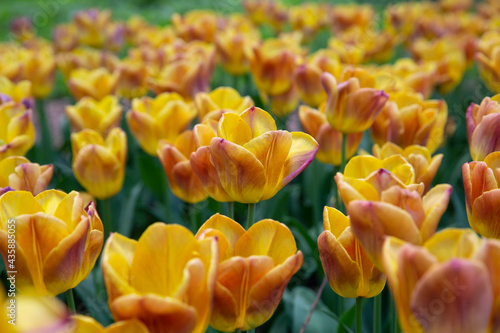 Field of yellow-red tulips in the park