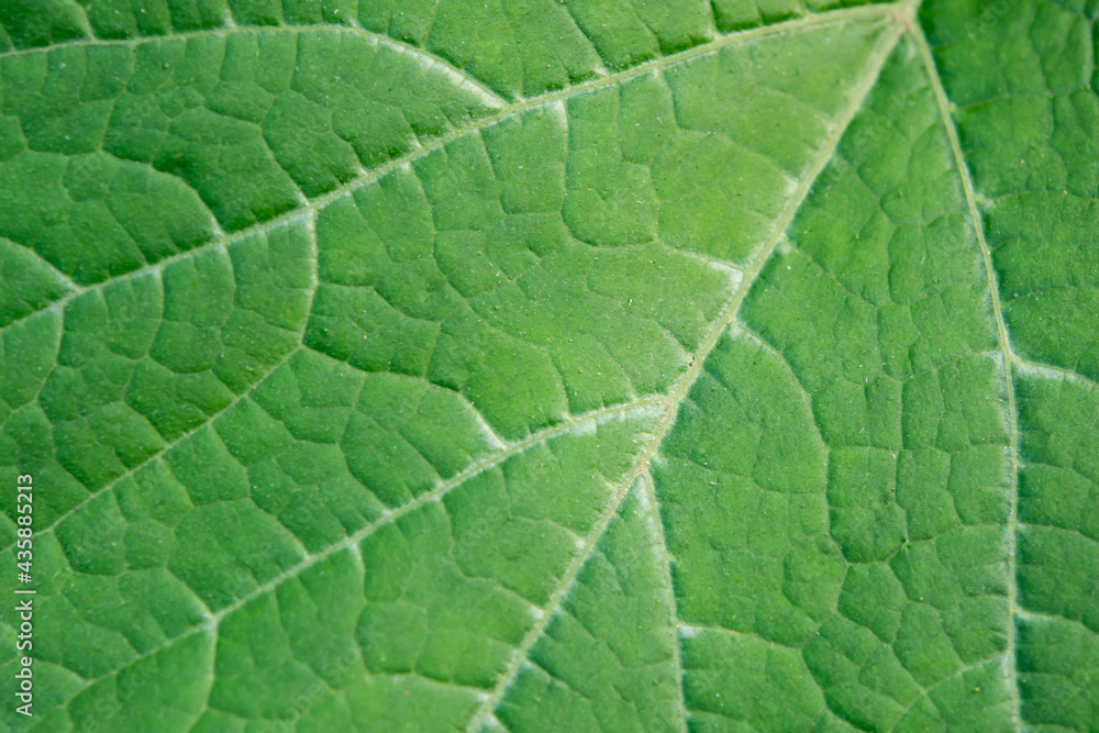 Close up leaf. Fresh green leaf texture macro background Close up leaf. Fresh green leaf texture macro background
