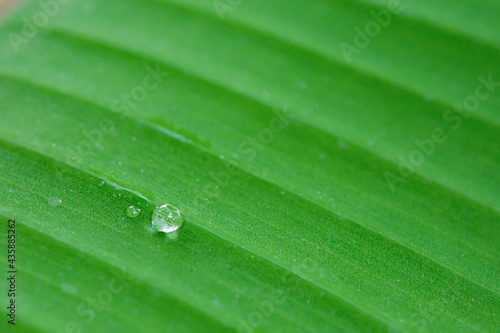Water drops on banana leaf backgroung.