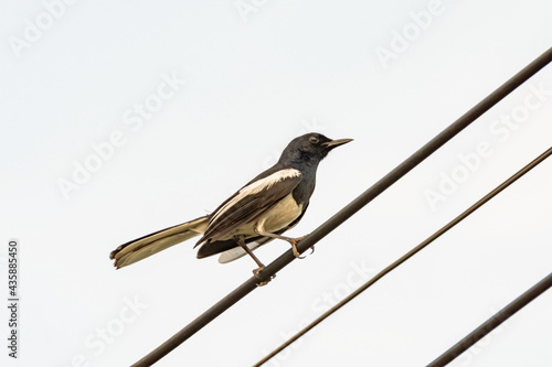 Oriental Magpie Robin bird sitting on electric cable photo