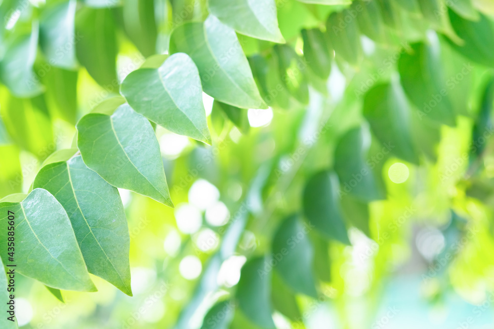 Spring natural green leaf background. blurred greenery background. using as spring and nature background. selects focus Spring natural green leaf background. blurred greenery background. using as spring and nature background. selects focus