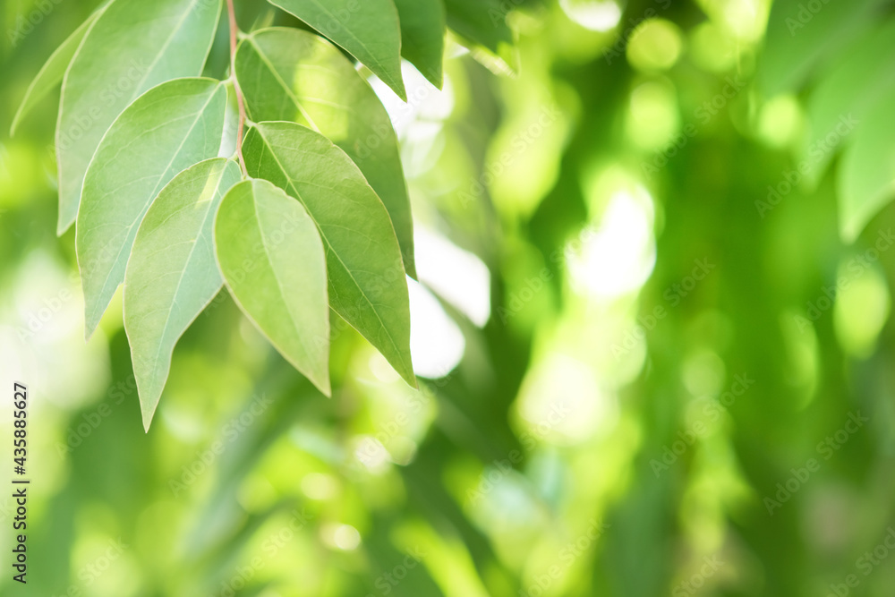 Spring natural green leaf background. blurred greenery background. using as spring and nature background. selects focus Spring natural green leaf background. blurred greenery background. using as spring and nature background. selects focus