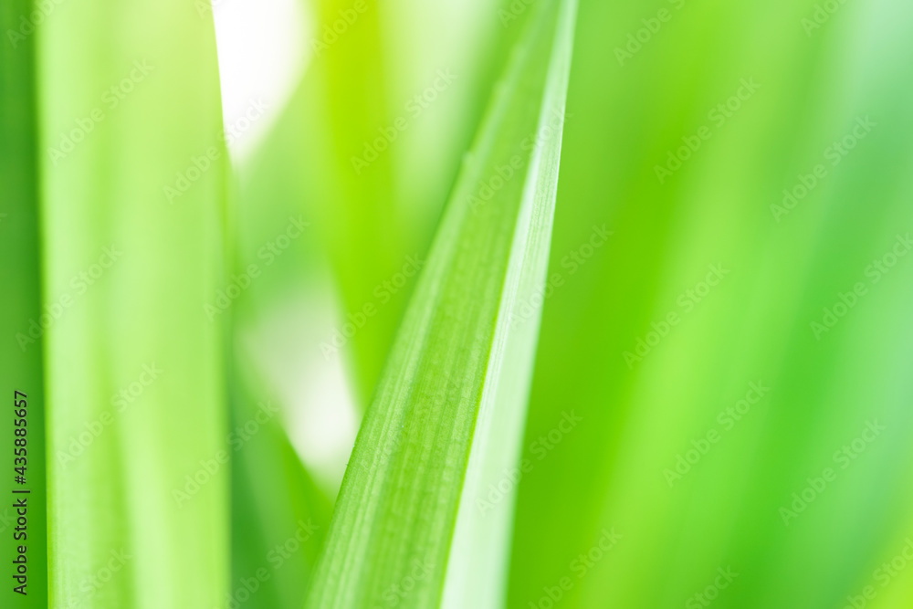 Spring natural green leaf background. blurred greenery background. using as spring and nature background. selects focus Spring natural green leaf background. blurred greenery background. using as spring and nature background. selects focus